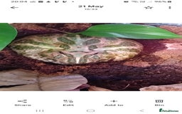 Frog reptiles for sale: Pacman Frog with full setup - Image 3