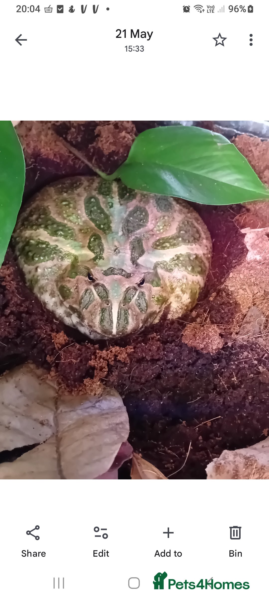 Frog reptiles for sale: Pacman Frog with full setup - Image 3