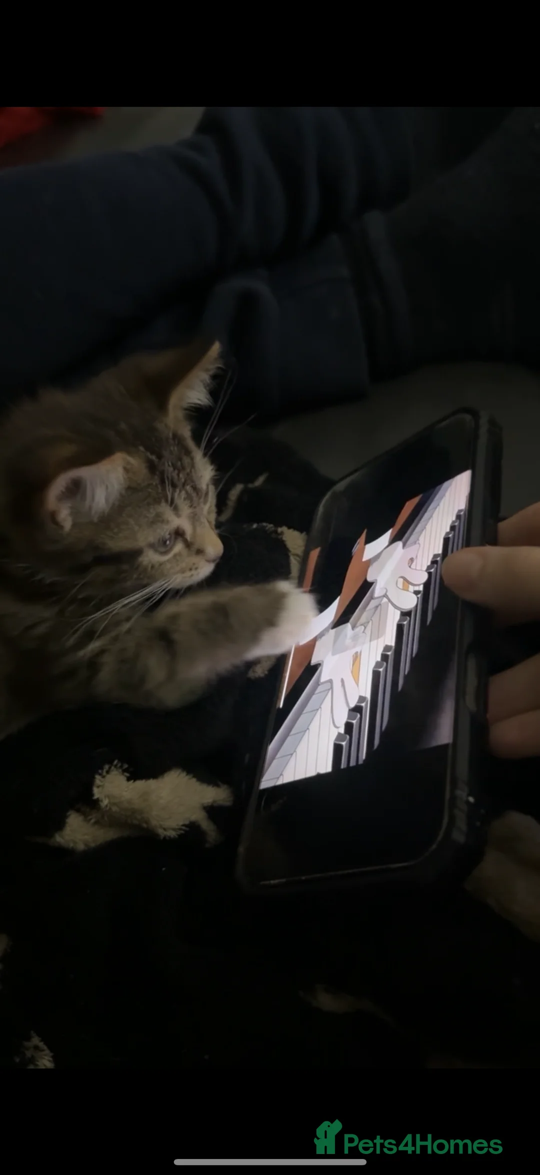 Mixed Breed cats for sale: Tabby Kitten Girl - Advert 7