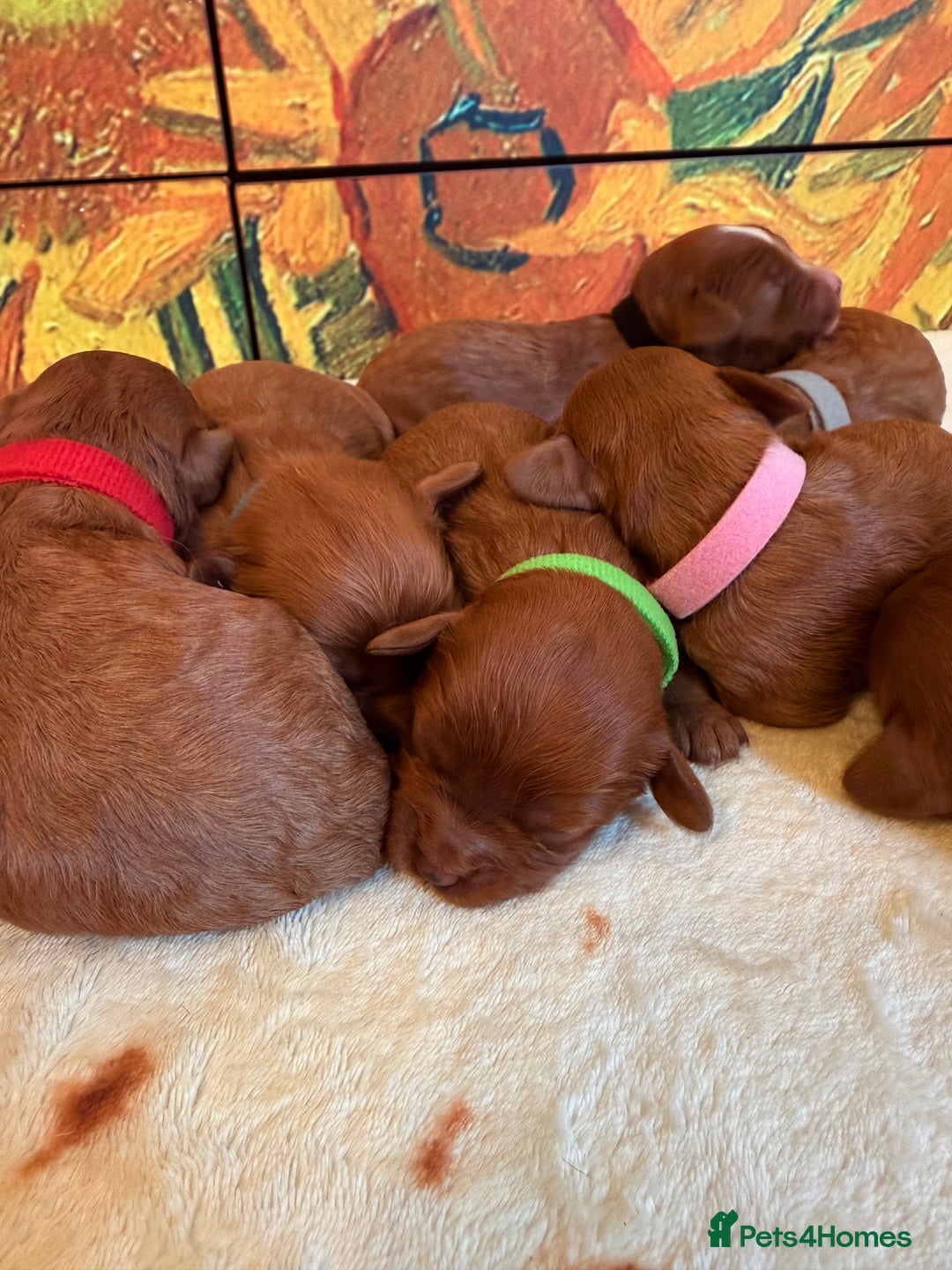 Cavapoo dogs for sale: *Stunning Ruby Red F1 Cavapoo Puppies For Sale* - Advert 11
