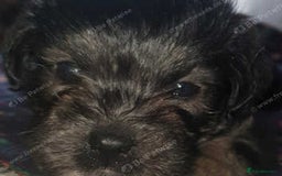 Mixed Breed dogs for sale: Shihtzu cross chihuahuas puppies (ready to leave) - Image 4