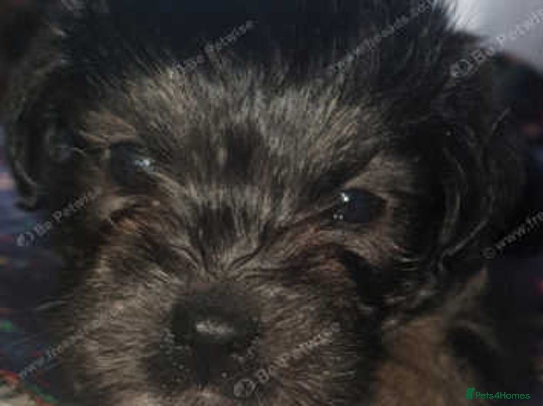 Mixed Breed dogs for sale: Shihtzu cross chihuahuas puppies (ready to leave) - Image 4