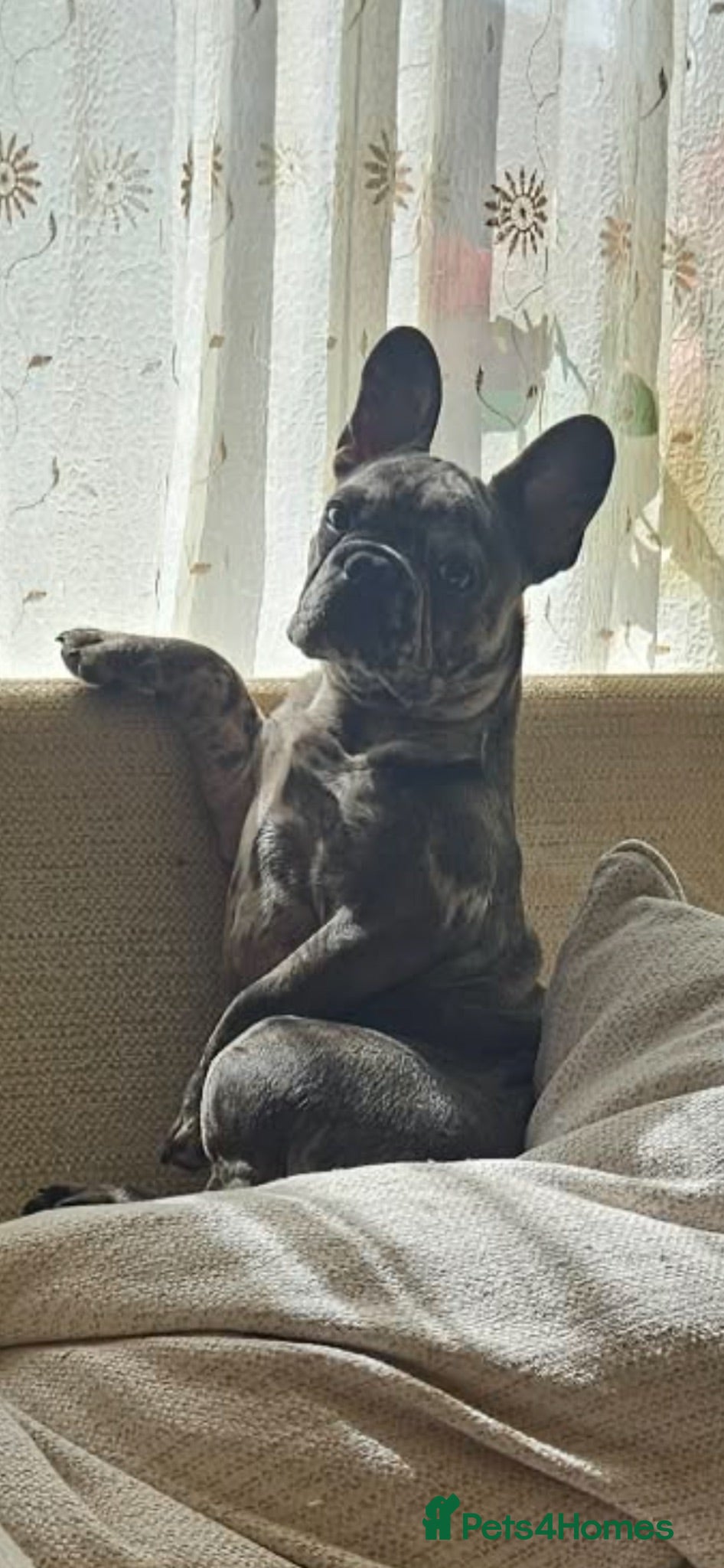 French Bulldog dogs Alex for rehoming - Advert 1