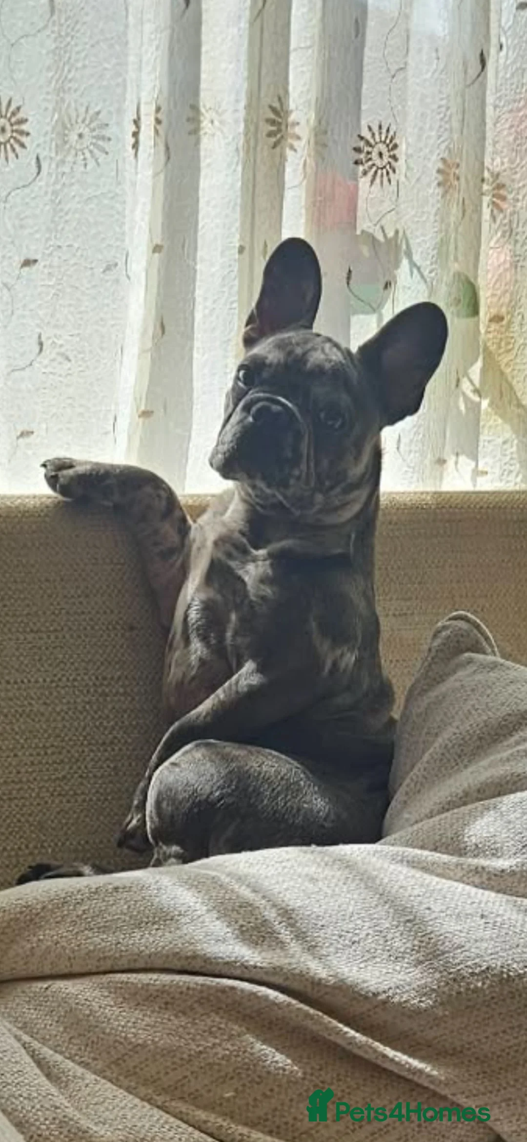 French Bulldog dogs for sale: Alex for rehoming in Glasgow - Advert 1