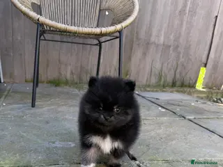 Pomeranian dogs female pomeranian ready for her home - Advert 1