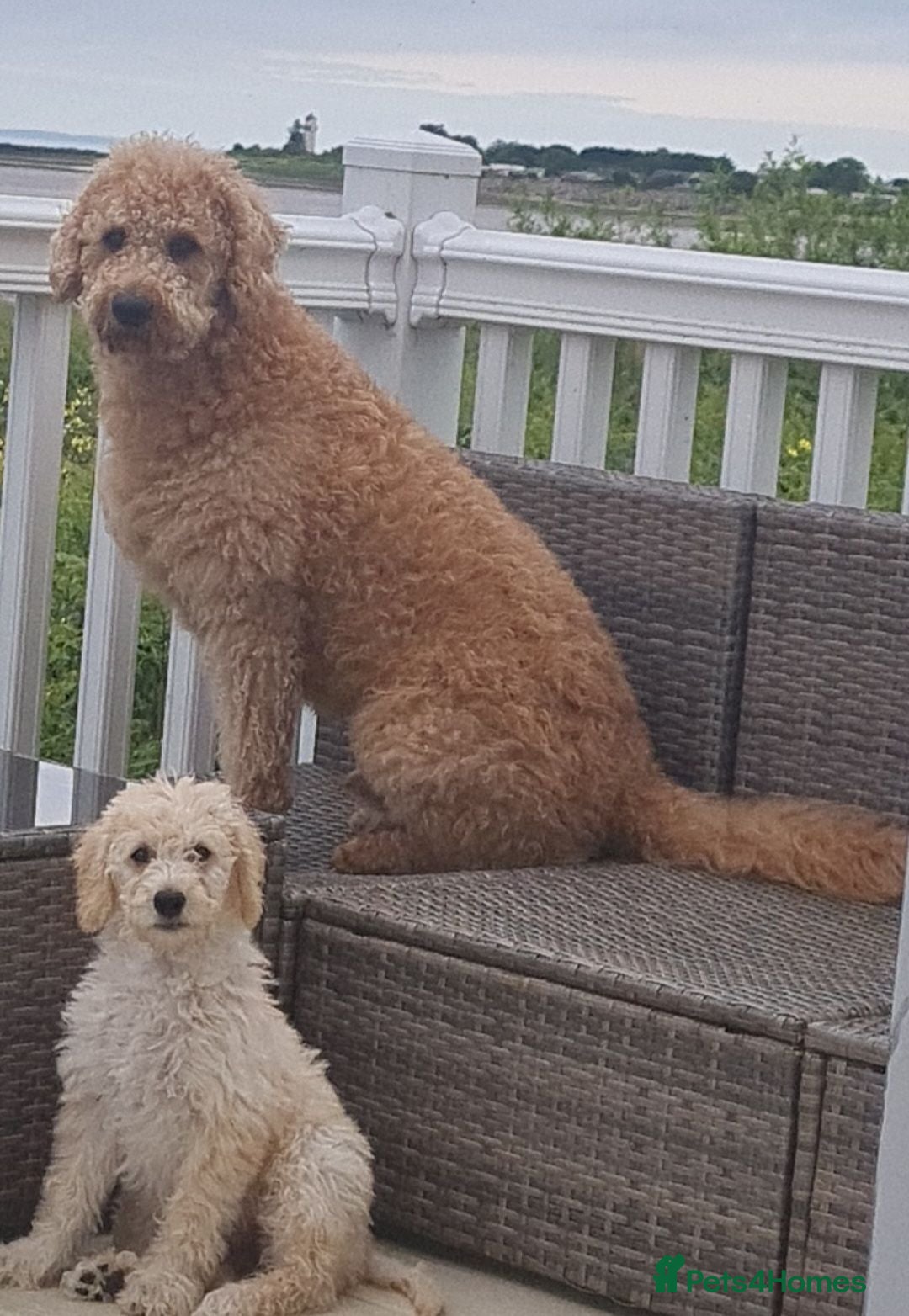 Labradoodle dogs Tatum - Advert 6