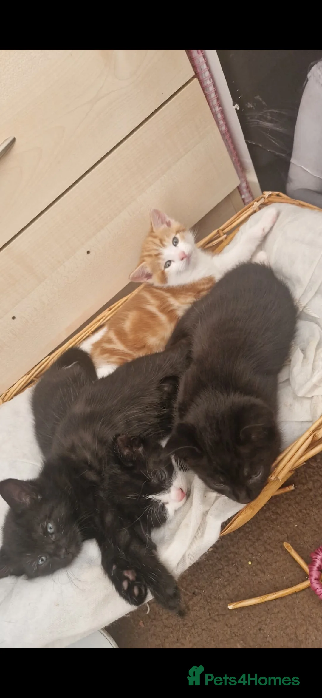 Mixed Breed cats for sale: Kittens  in Airdrie - Advert 2
