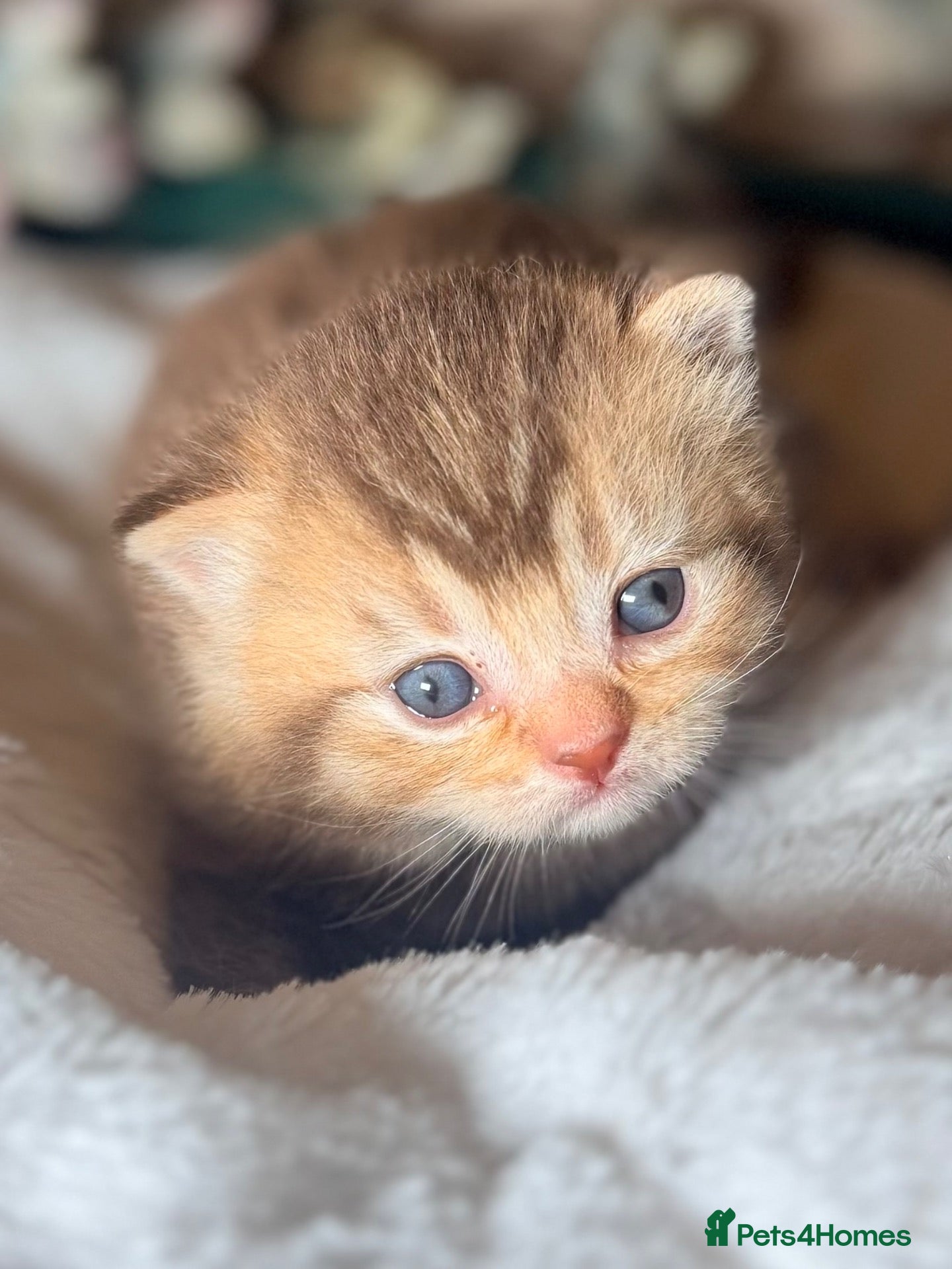 British Shorthair cats Dominant blue eyed KITTENS  - Advert 17
