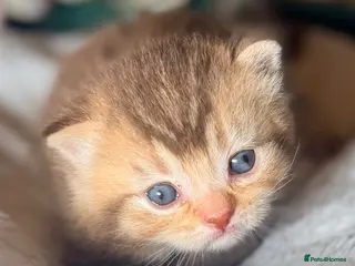British Shorthair cats Dominant blue eyed KITTENS - Advert 1