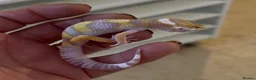 Leopard Gecko reptiles for sale: Leopard Gecko Babies - Advert 7