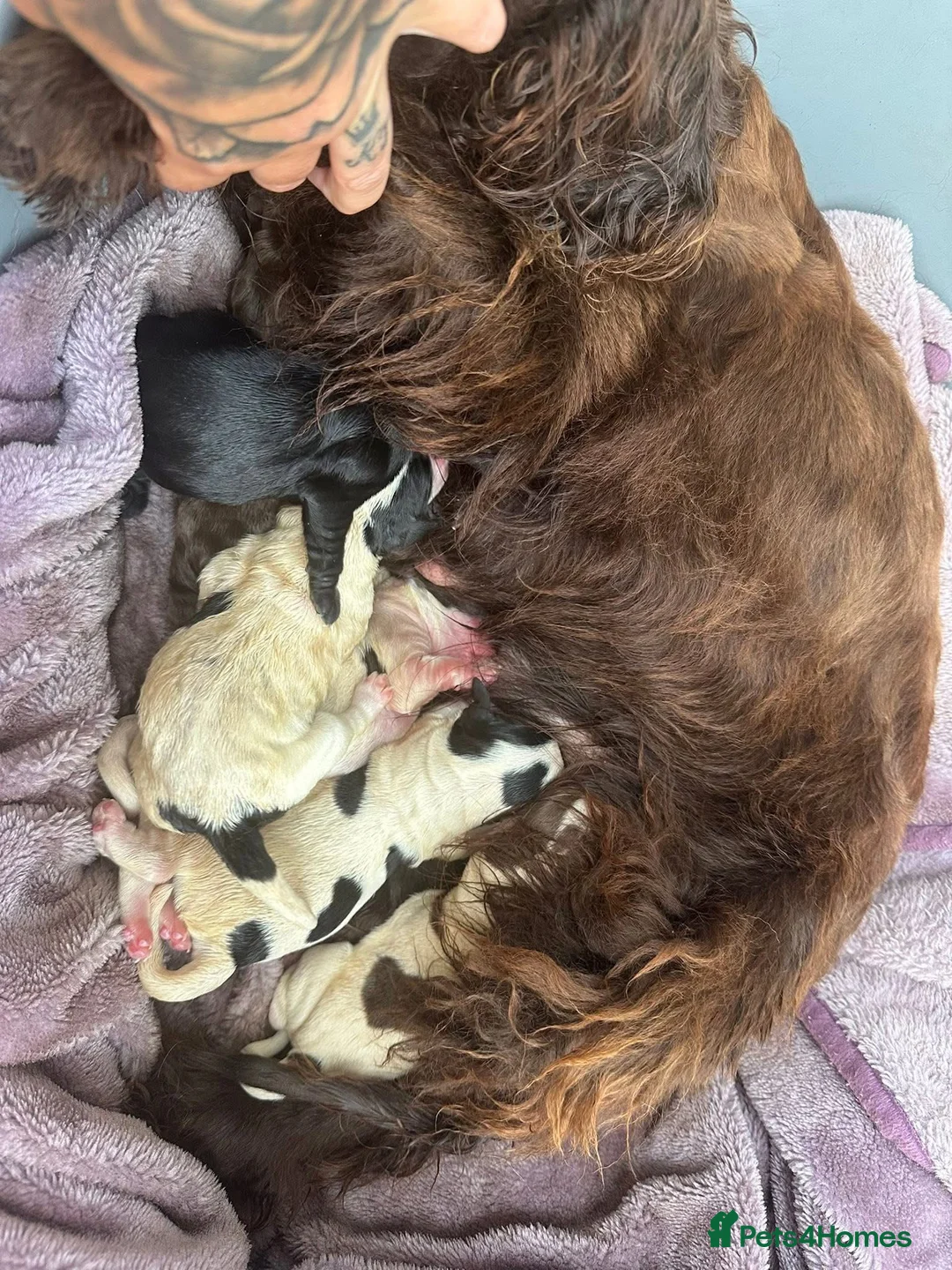 Cocker Spaniel dogs for sale: Cocker spaniel puppies  - Advert 4