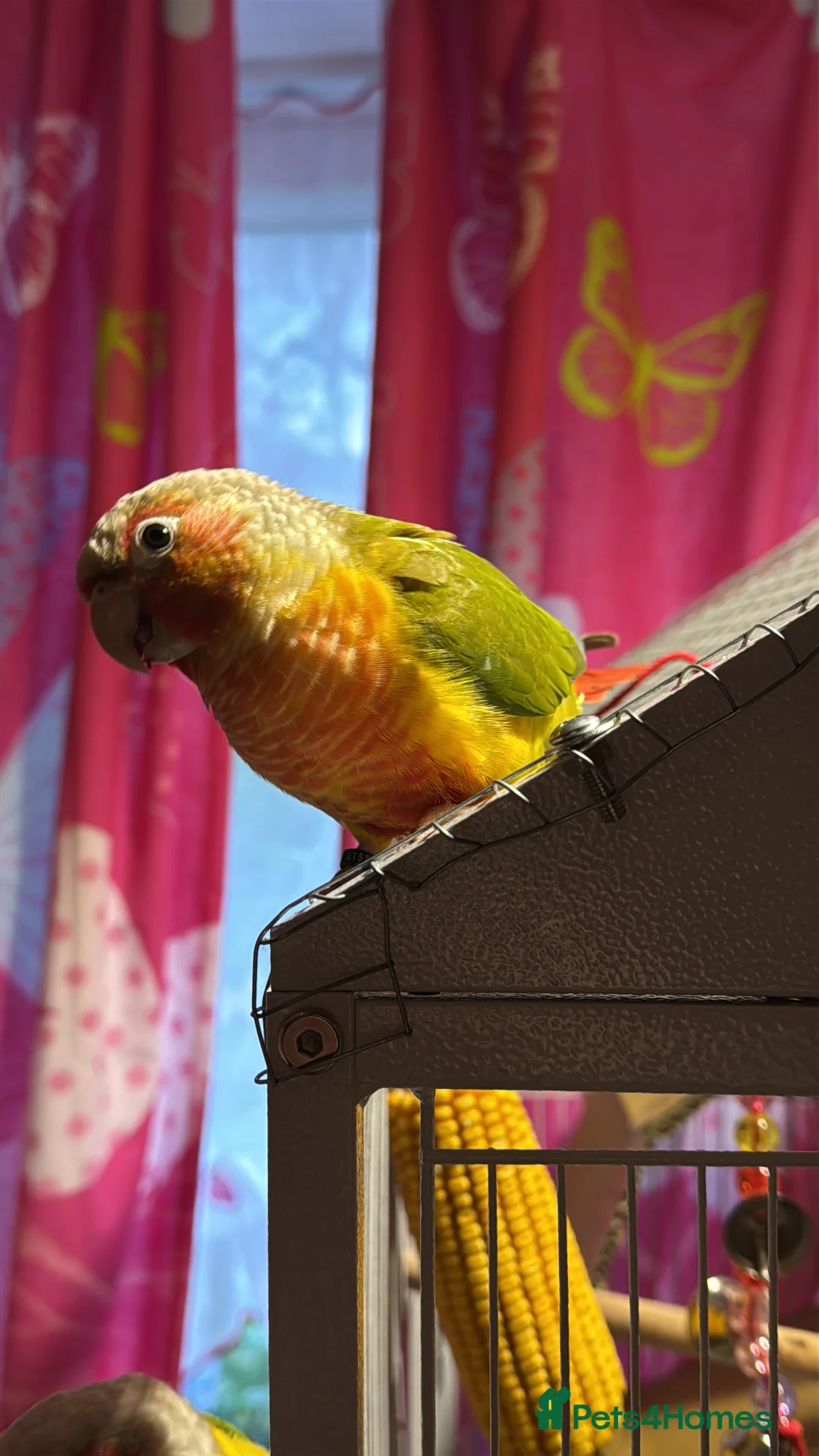 Conures birds for sale: Pair Pineapple Conure  in Southampton - Advert 4