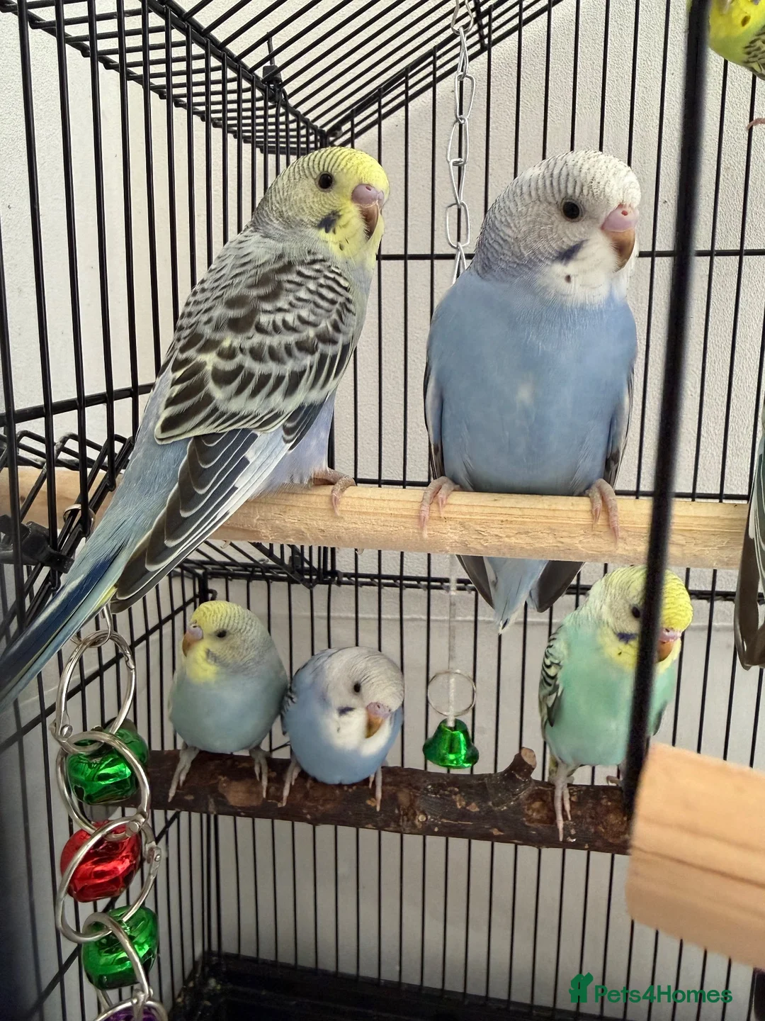 Budgerigars birds for sale: Budgies for Sale 🦜 - Advert 1