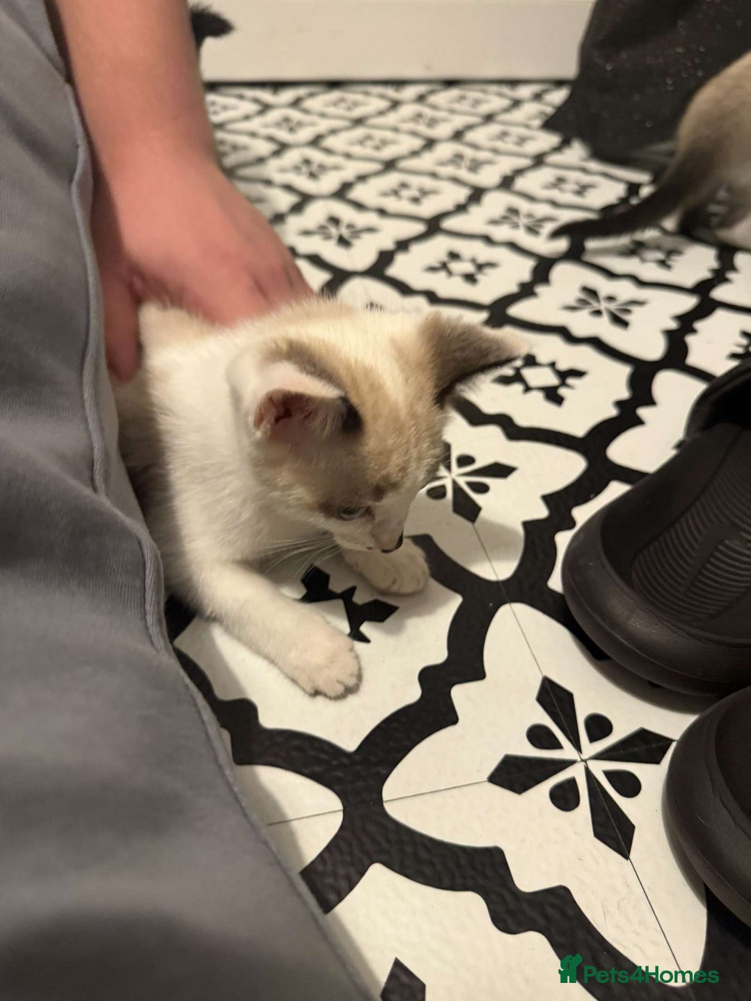 Domestic Shorthair cats for sale: 2 Male 2 female kittens  - Image 12