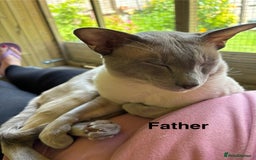 Siamese cats for sale: ✨Gorgeous GCCF registered kittens✨ - Image 26