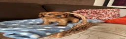 Cavalier King Charles Spaniel dogs for sale: Beautiful Cavalier King Charles Spaniel Puppies 🐶 - Advert 2