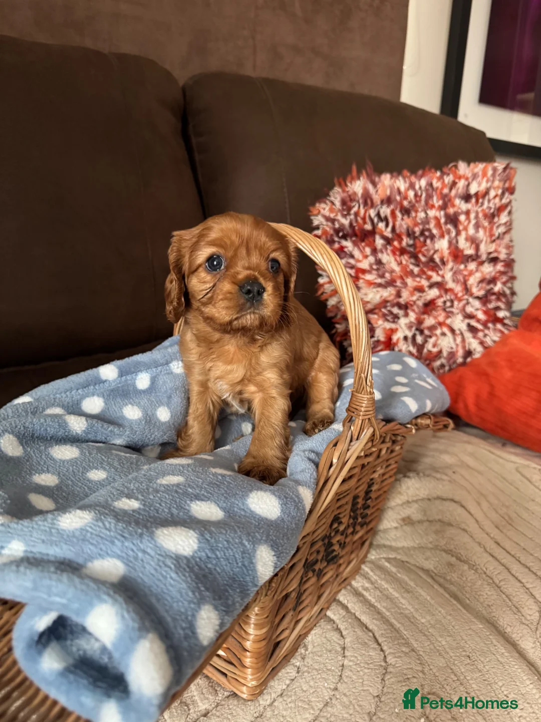Cavalier King Charles Spaniel dogs for sale: Beautiful Cavalier King Charles Spaniel Puppies 🐶 - Advert 2