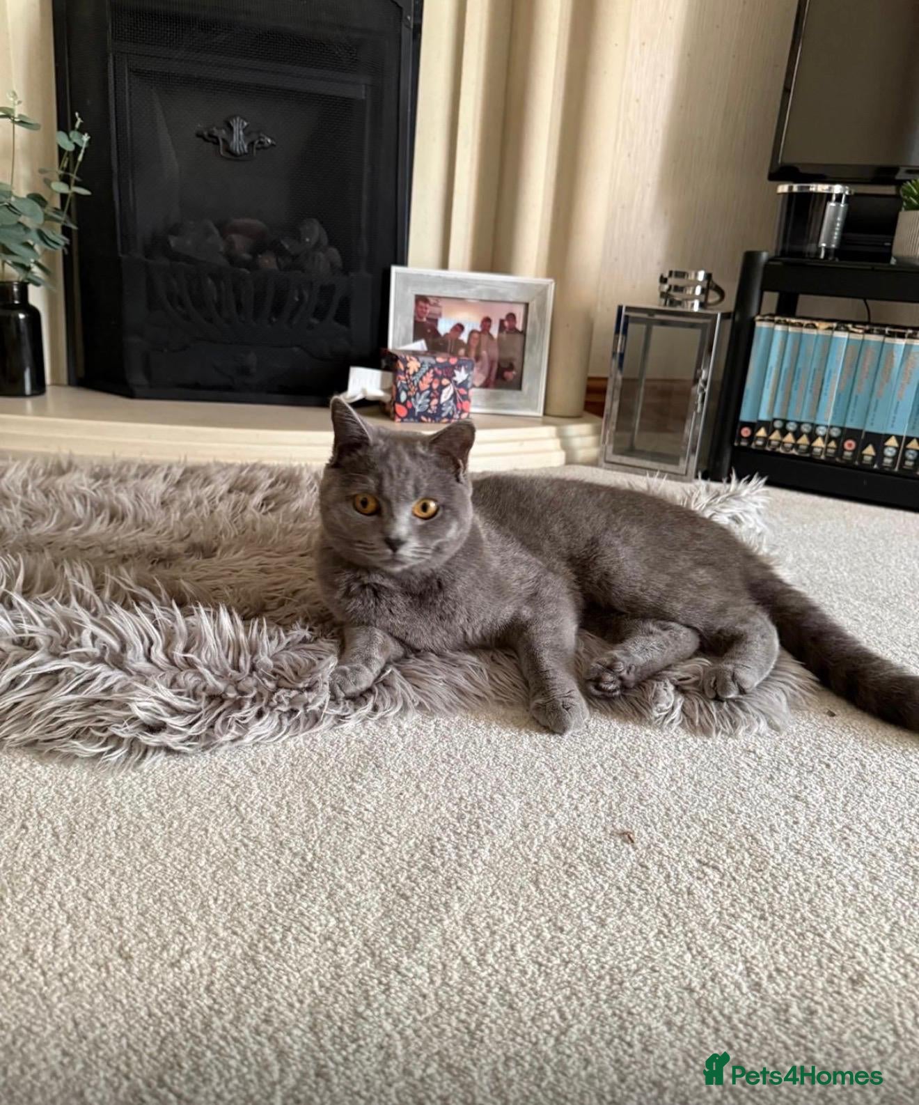 British Shorthair cats Female British short-haired. - Advert 11