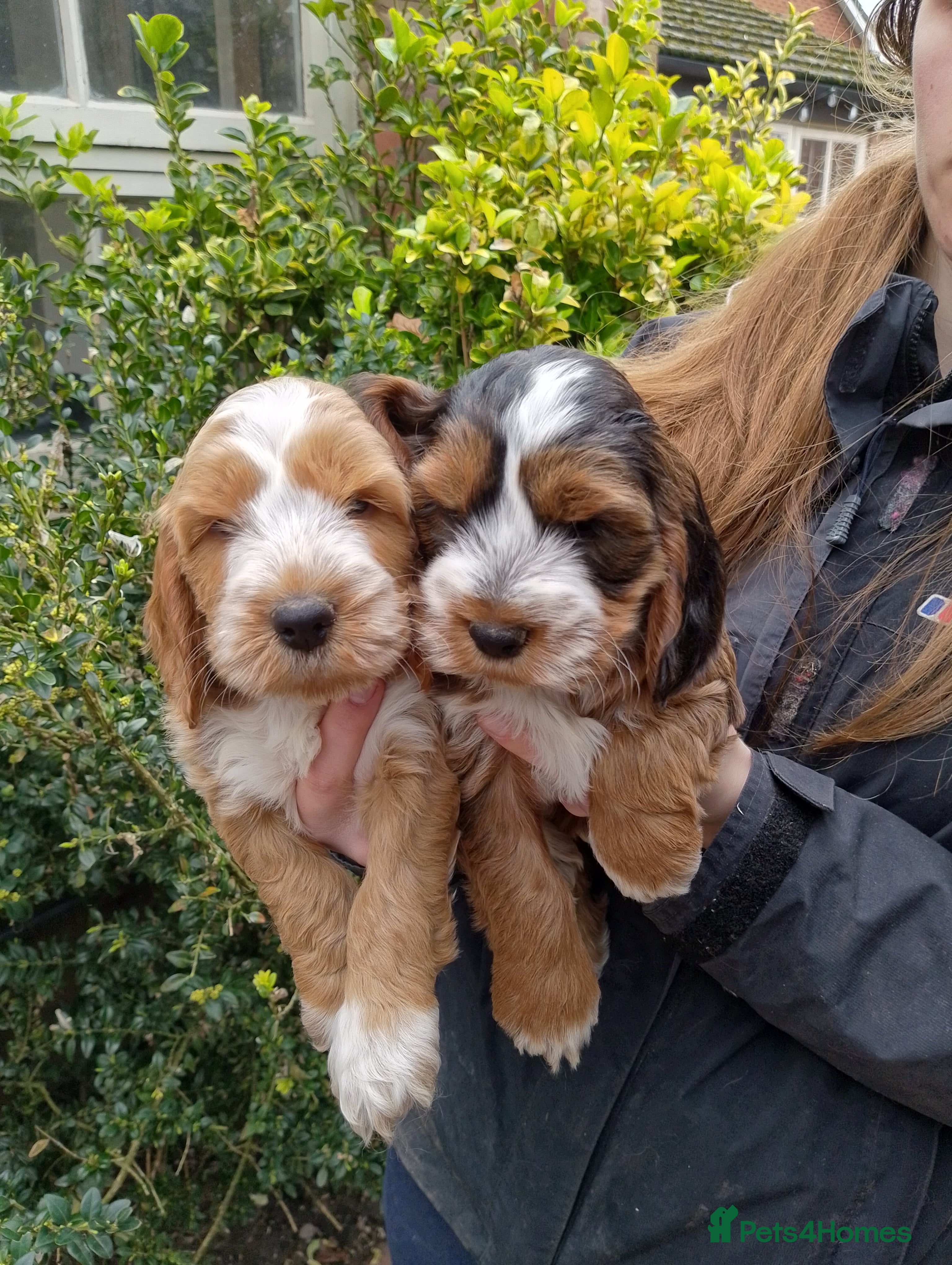 Cockapoo dogs Stunning Cockapoos ready 21st - Advert 5