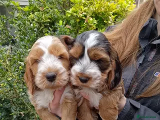 Cockapoo dogs Stunning Cockapoos ready 21st - Advert 6