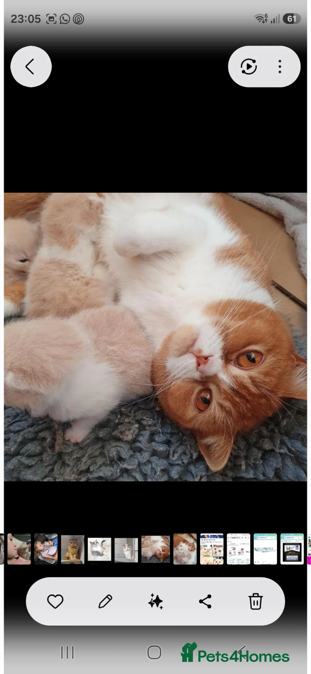 British Shorthair cats for sale: Gorgeous loving purr machines available now  - Advert 2
