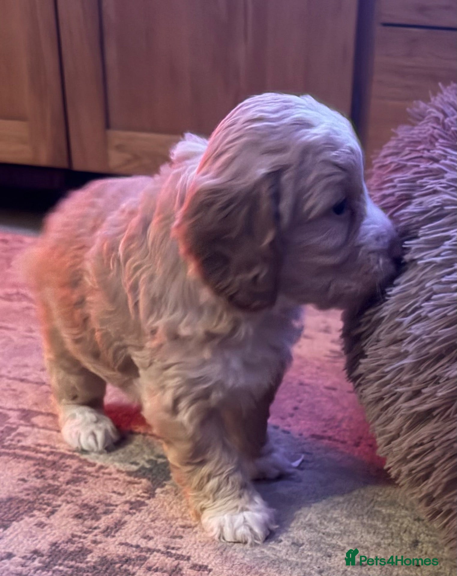 Cockapoo dogs Cockerpoo - Advert 2