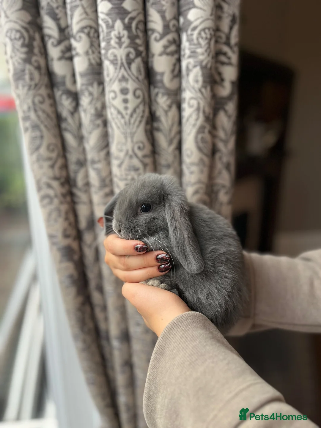 Mini Lop rabbits for sale: Baby Mini Lops - Advert 2