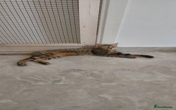 Arabian Mau cats for sale: Very special duo! - Image 6