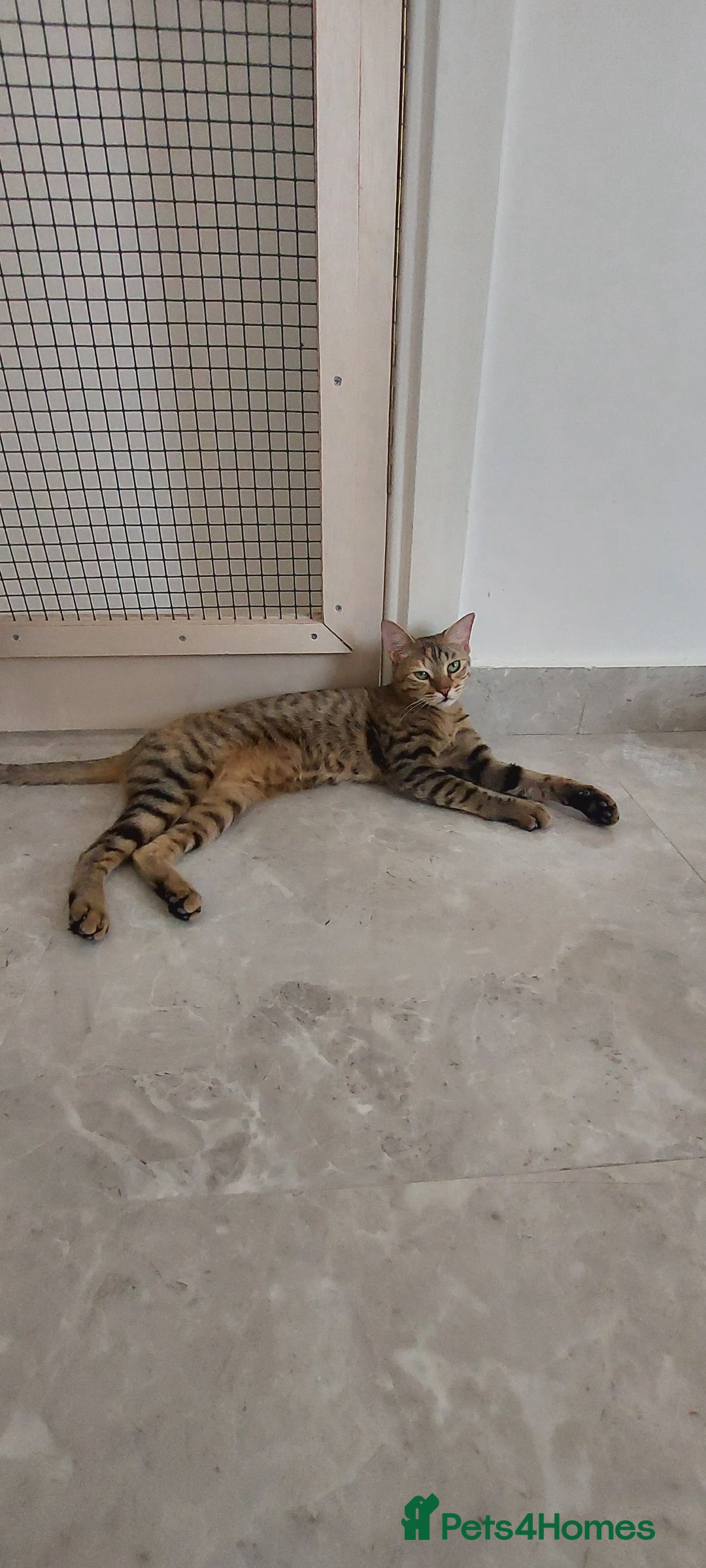 Arabian Mau cats for sale: Very special duo! - Image 6
