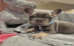 French Bulldog dogs for sale: Stunning french bulldogs - Image 1