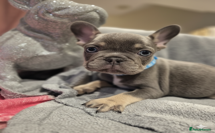 French Bulldog dogs - Advert 1