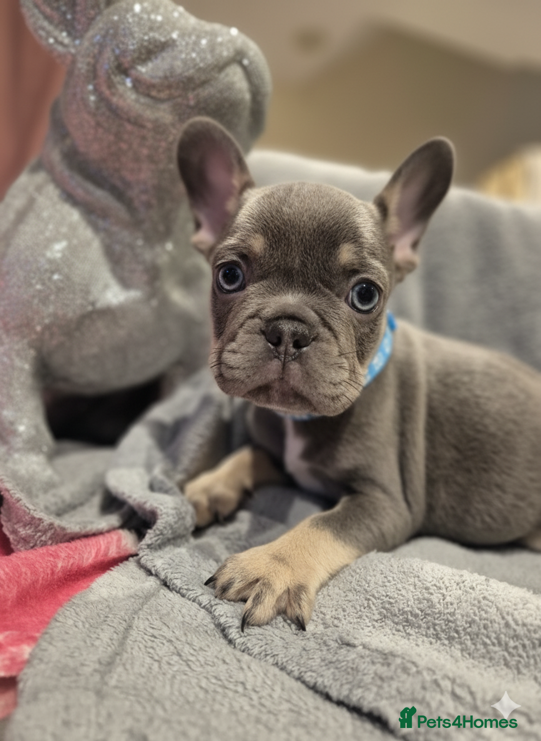 French Bulldog dogs for sale: Stunning french bulldogs - Image 1