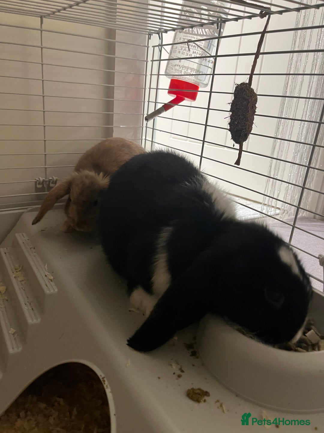 Mini Lop rabbits for sale: TWO GORGEOUS BABY MINI LOP GIRLS💖💕 - Image 4