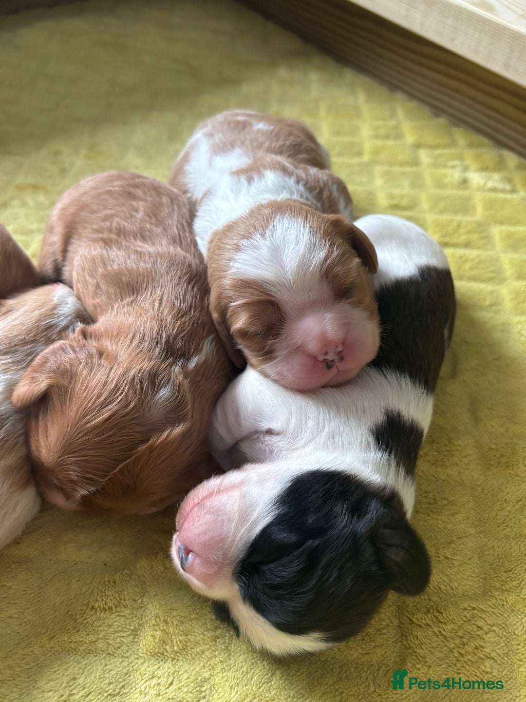 Cavalier King Charles Spaniel dogs for sale: Pugalier Pups ready for their new home!  - Image 30