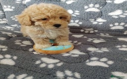 Maltipoo dogs for sale:  Maltipoo puppies  mix litter - Image 14