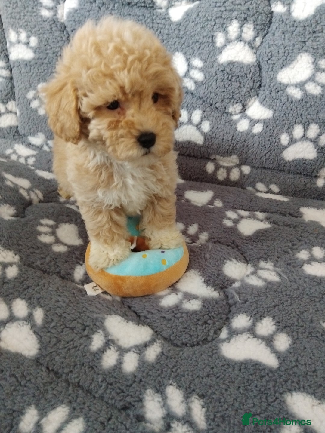 Maltipoo dogs for sale:  Maltipoo puppies  mix litter - Image 14