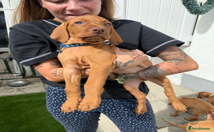 Hungarian Vizsla dogs - Advert 4