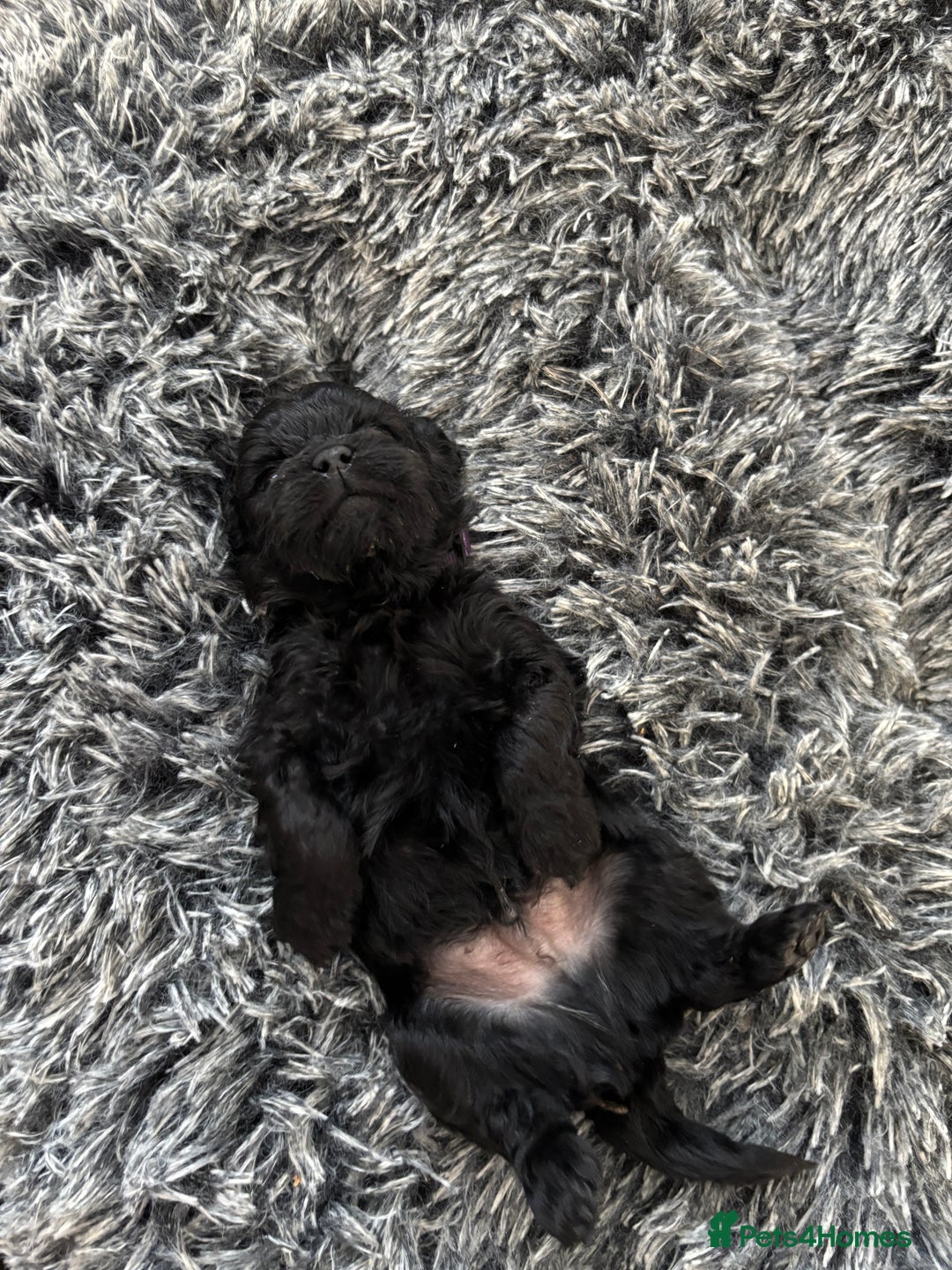 Mixed Breed dogs for sale: Beautiful Sproodle x Lhasa Apso Puppies - Advert 18