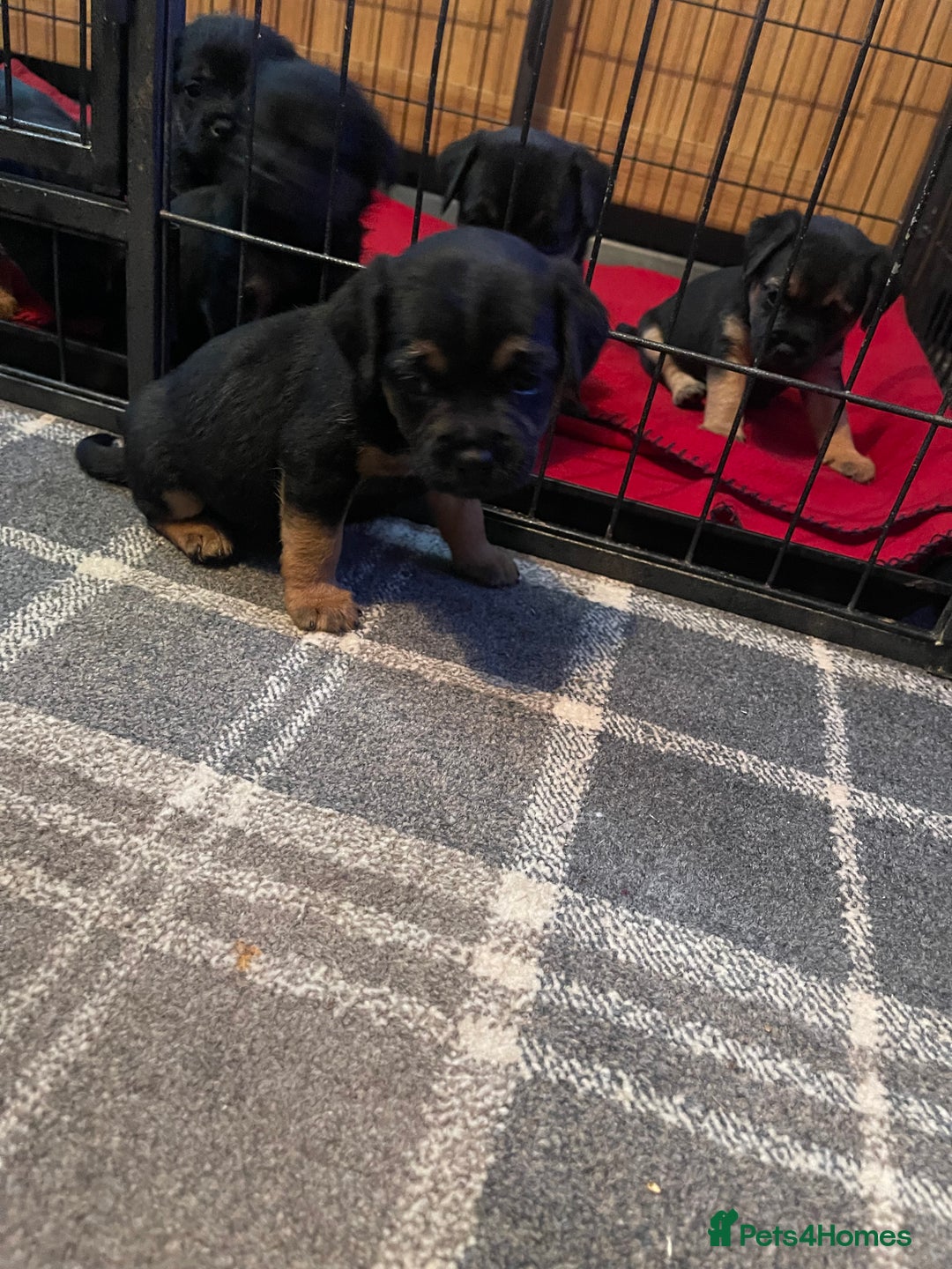 Border Terrier dogs for sale: Border Terrier Pups - Advert 21