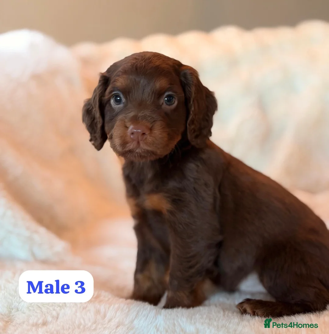 Cocker Spaniel dogs for sale: BEAUTIFUL KC REG CHOC-TAN COCKER SPANIEL PUPS - Advert 8