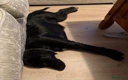 Mixed Breed dogs for sale: Loving girl looking for home - Image 2