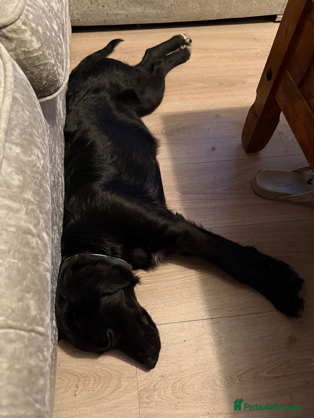 Mixed Breed dogs for sale: Loving girl looking for home - Image 2