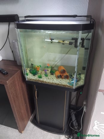 Cichlids fish - Advert 10