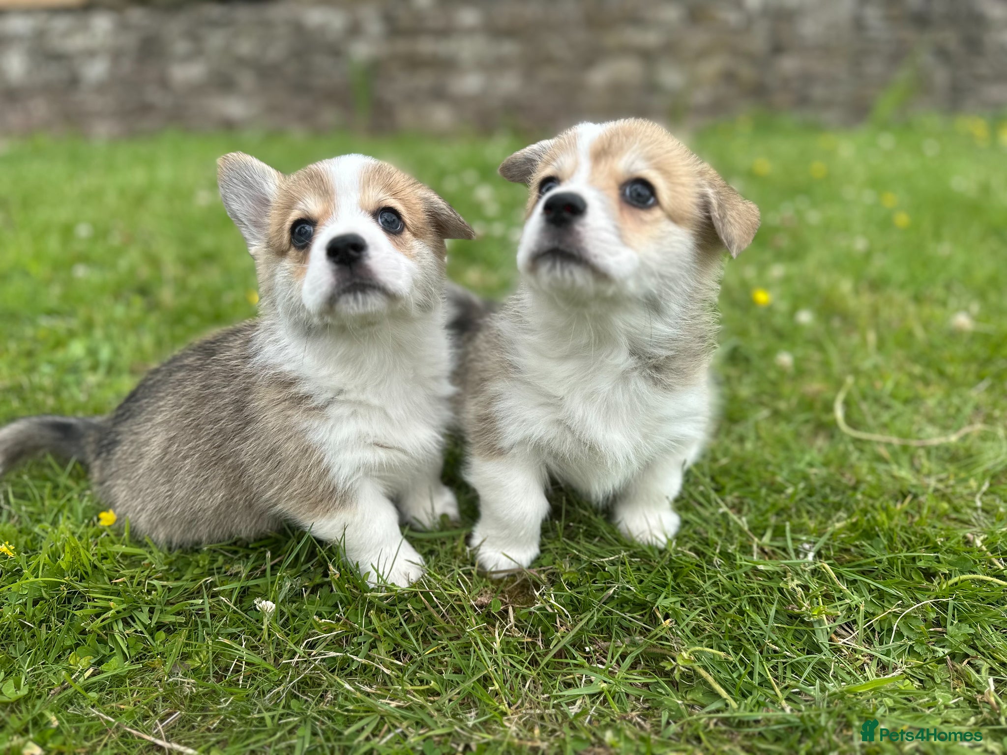 Welsh Corgi Pembroke dogs Pedigree Pembrokeshire Welsh Corgi Puppies - Advert 1