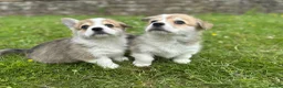 Welsh Corgi Pembroke dogs for sale: Pedigree Pembrokeshire Welsh Corgi Puppies - Advert 2