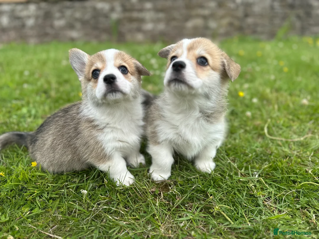 Welsh Corgi Pembroke dogs for sale: Pedigree Pembrokeshire Welsh Corgi Puppies - Advert 2