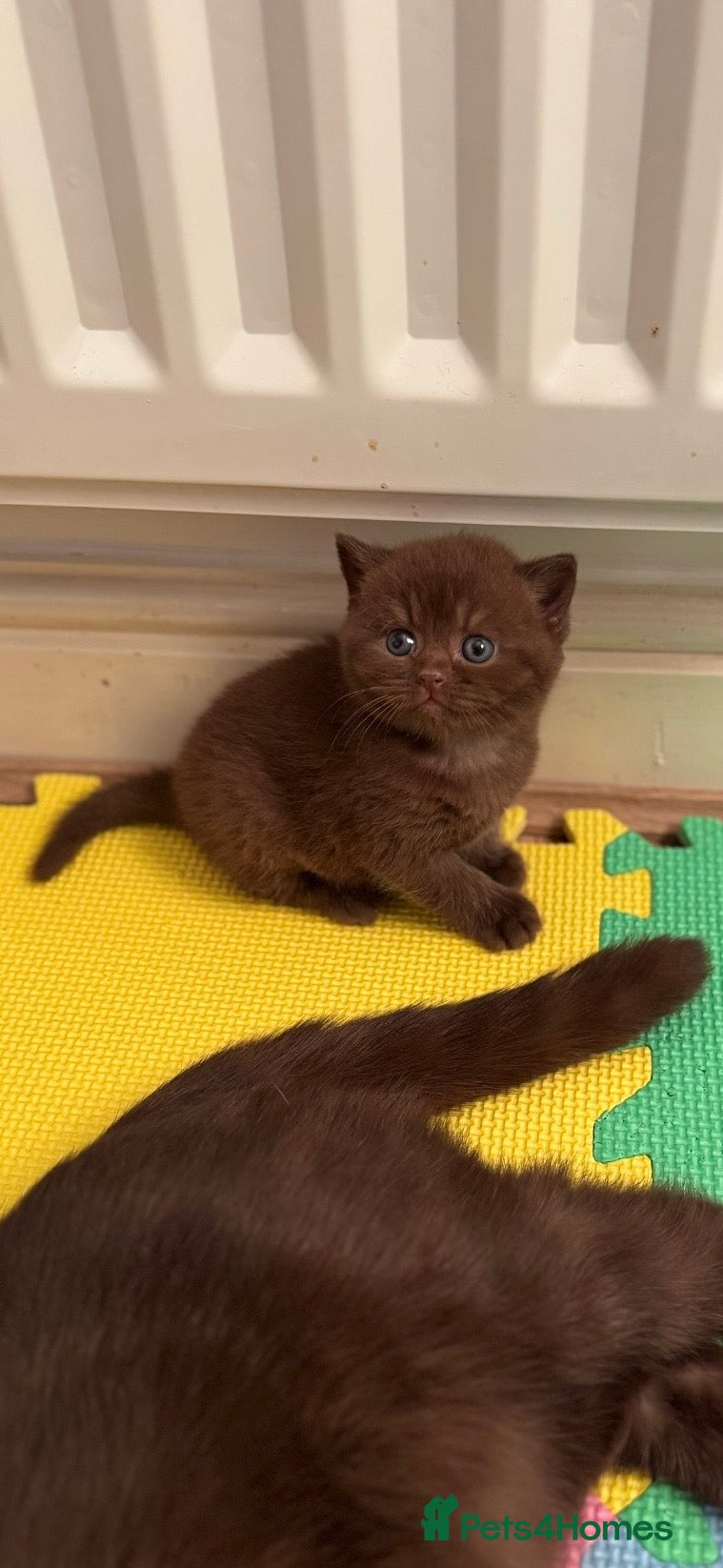British Shorthair cats 🤎chocolate girl , last from litter GCCF - Advert 9