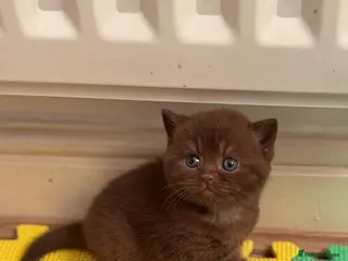 British Shorthair cats 🤎chocolate girl , last from litter GCCF - Advert 9