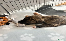 Mixed Breed dogs for sale: Bull whippet - Image 7