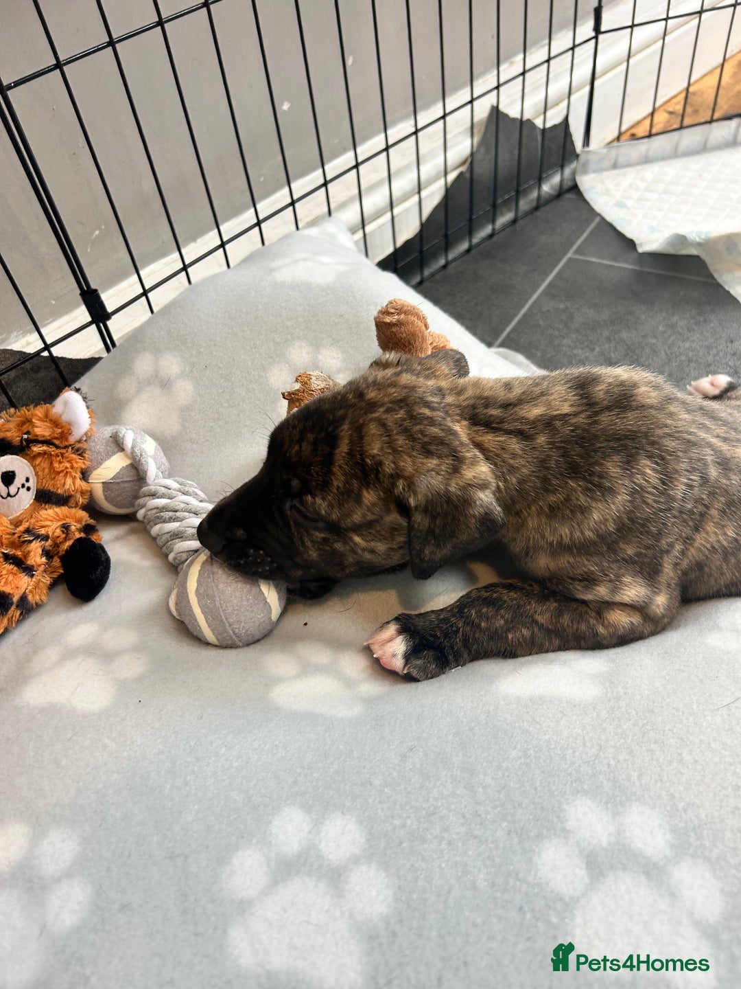 Mixed Breed dogs for sale: Bull whippet - Image 7
